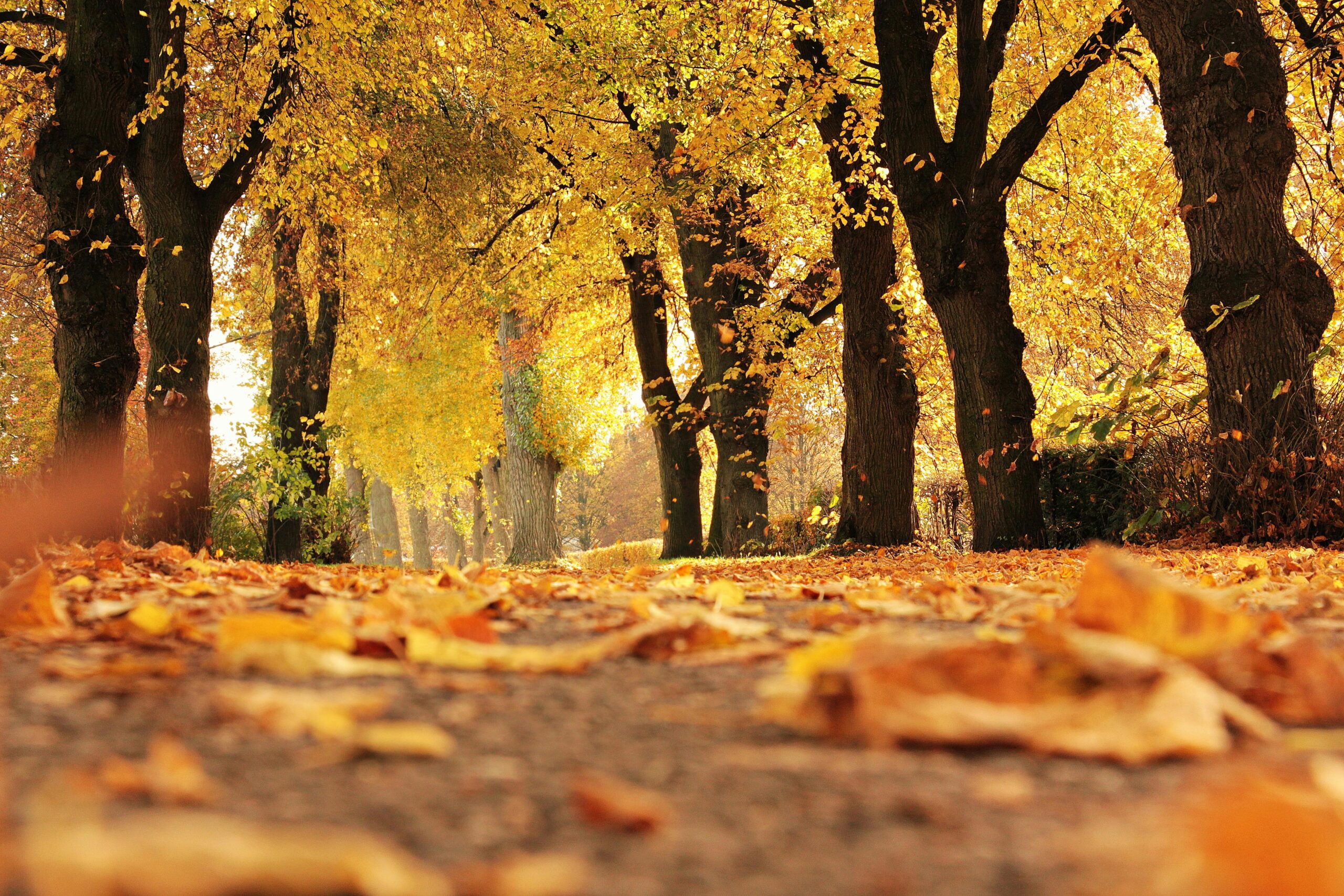 Herbst in Rahlstedt: Farben, Feste und Gemeinschaftsgefühl